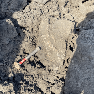 Fossil embedded in a rock