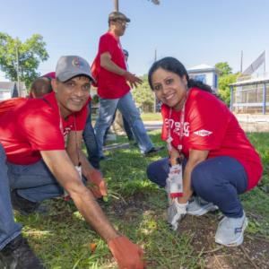 Two people pulling weeds