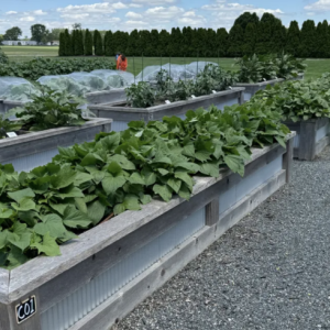 Raised garden beds with plants outside.