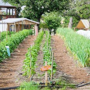 Rows of plants growing in a large garden