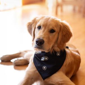 Dog wearing bandana