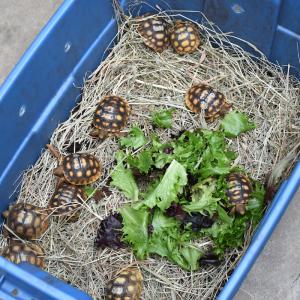 Gopher Tortoises in a safe container