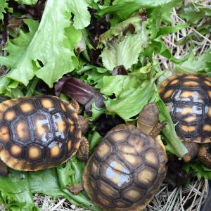 Gopher Tortoises in a safe container