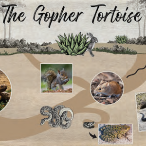 The Gopher Tortoise with a collage of photos of the tortoise and related animals.