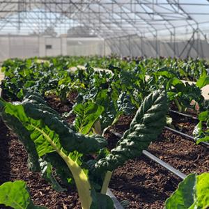 green sprouting from rows of planting boxes in a greenhouse