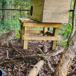 Recycled Pallets in animal cage
