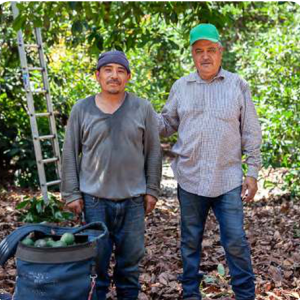 Two agriculture workers in an orchard