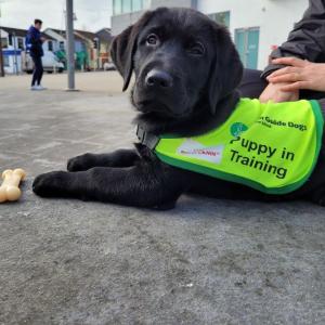 A black lab puppy laying down outside, wearing a "puppy in training" vest. A very good dog.