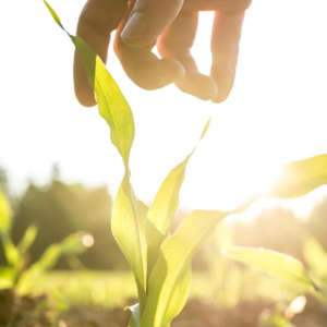 hand reaching for seedling