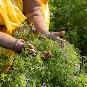 hands holding plants