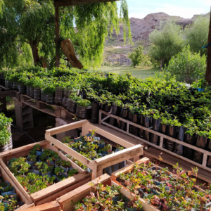 Greenery and plants in boxes