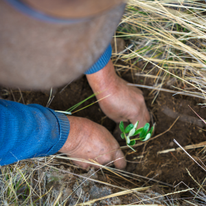 Someone planting a seedling into the ground