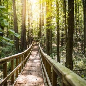 A wooden path with railings in a forested area.