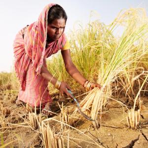a person harvesting rice with dry cracked soil