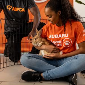 person holding a pet rabbit