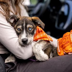 person holding a puppy