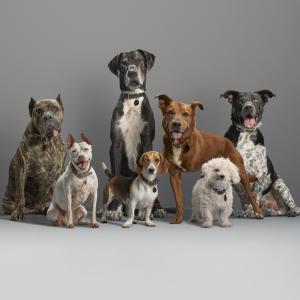 a number of dogs posing together