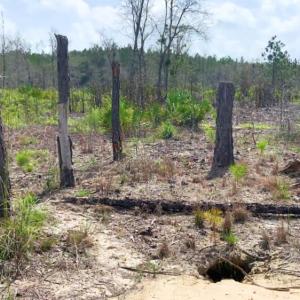 area of cut trees with burrow nearby