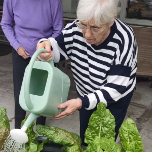 a person watering plants