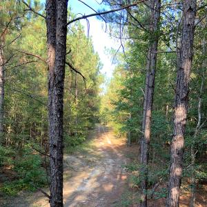 view of a gravel road from a tree stand.