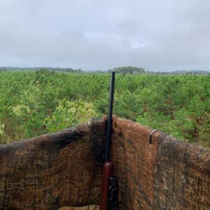 View from a tree-stand overlooking a forested area