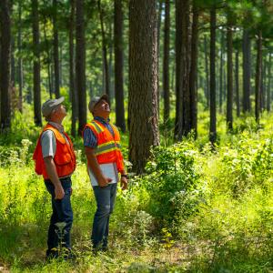 two people standing in a forest