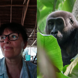 Dr. Magdalena Bermejo has been called at various times the Jane Goodall and Dian Fossey of western lowland gorillas. Among conservationists and academics, she is known as the world’s leading authority on these animals. Magdalena’s work at SPAC WCFS-Network is funded by the Hasso Plattner Foundation.