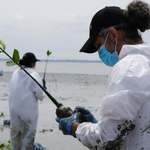 DP World volunteers plant mangrove seedlings along the Ecuadorian coastline to support biodiversity and coastal resilience near Posorja.