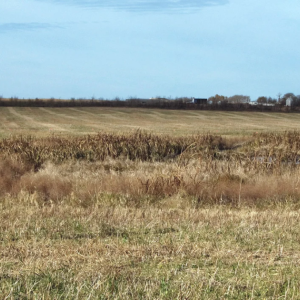 A field technician collects data from wells being monitored to measure plume average concentration and mass. 