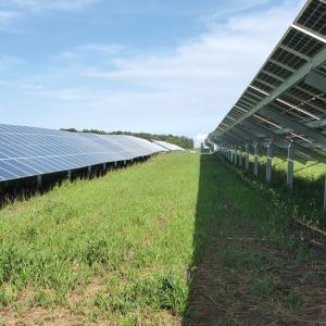 solar arrays surrounded by grazed plants