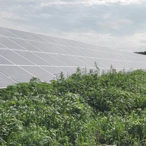 weeds and invasive plant species threatening to take over a solar array