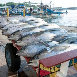 two people in white boots stand near a cart full of large fish on a dock
