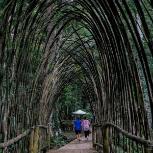 two people holding an umbrella walking through an archway of tall bamboo