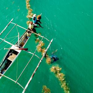 seaweed farmers on a small boat tending a line of seaweed