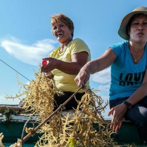 two women harvesting seaweed