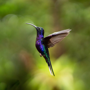 Hummingbird mid-air