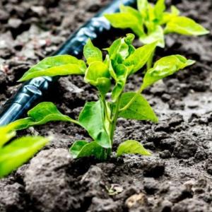 irrigation of seedlings