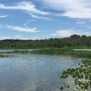 Photo of a lake surrounded by trees