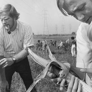 Adults and children in a field of corn, looking at the ears in pairs.