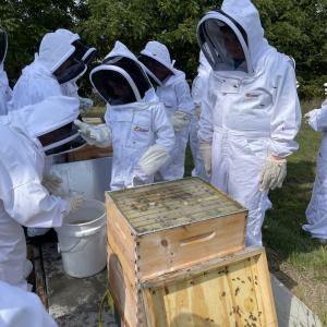 People in protective bee gear, near bee hives