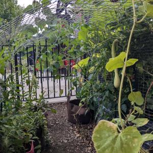 Garden with a trellis overhead and hanging greenery