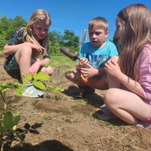 Three kids planting a seedling outside and talking