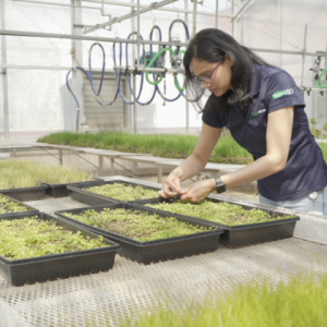 A person tending plants in a greenhouse.