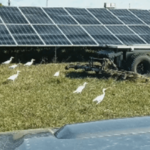 A land care robot going down rows of grass between solar panels. Birds surrounding it.
