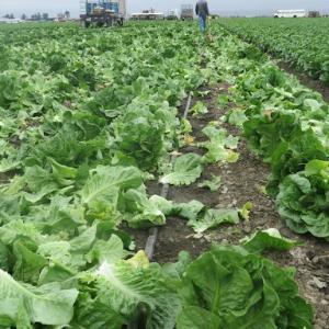 A farmer in a large field of lettuce