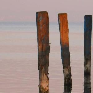 Planks of wood stuck vertically in a body of water.