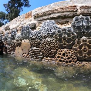 A close-up view of Living Seawalls panels attached to a seawall, showing textured, nature-inspired surfaces designed to support marine life and increase coastal biodiversity.