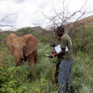 “Elephants are wise, brilliant animals,” says Dr. Stephen Chege (foreground). “They’re very intelligent, and they have emotions just like we do.” | Photo: San Diego Zoo Wildlife Alliance