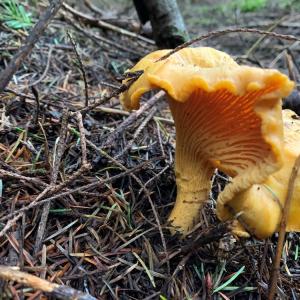 A lobster tail grows in one of our Oregon forests. Commonly referred to as a mushroom, it’s actually a parasitic ascomycete fungus that grows on certain species of mushrooms