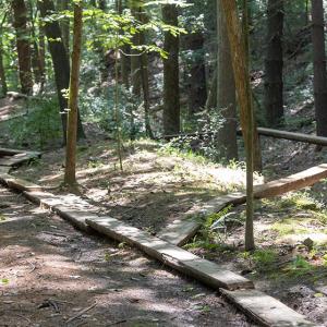 a series of wooden rails through the woods